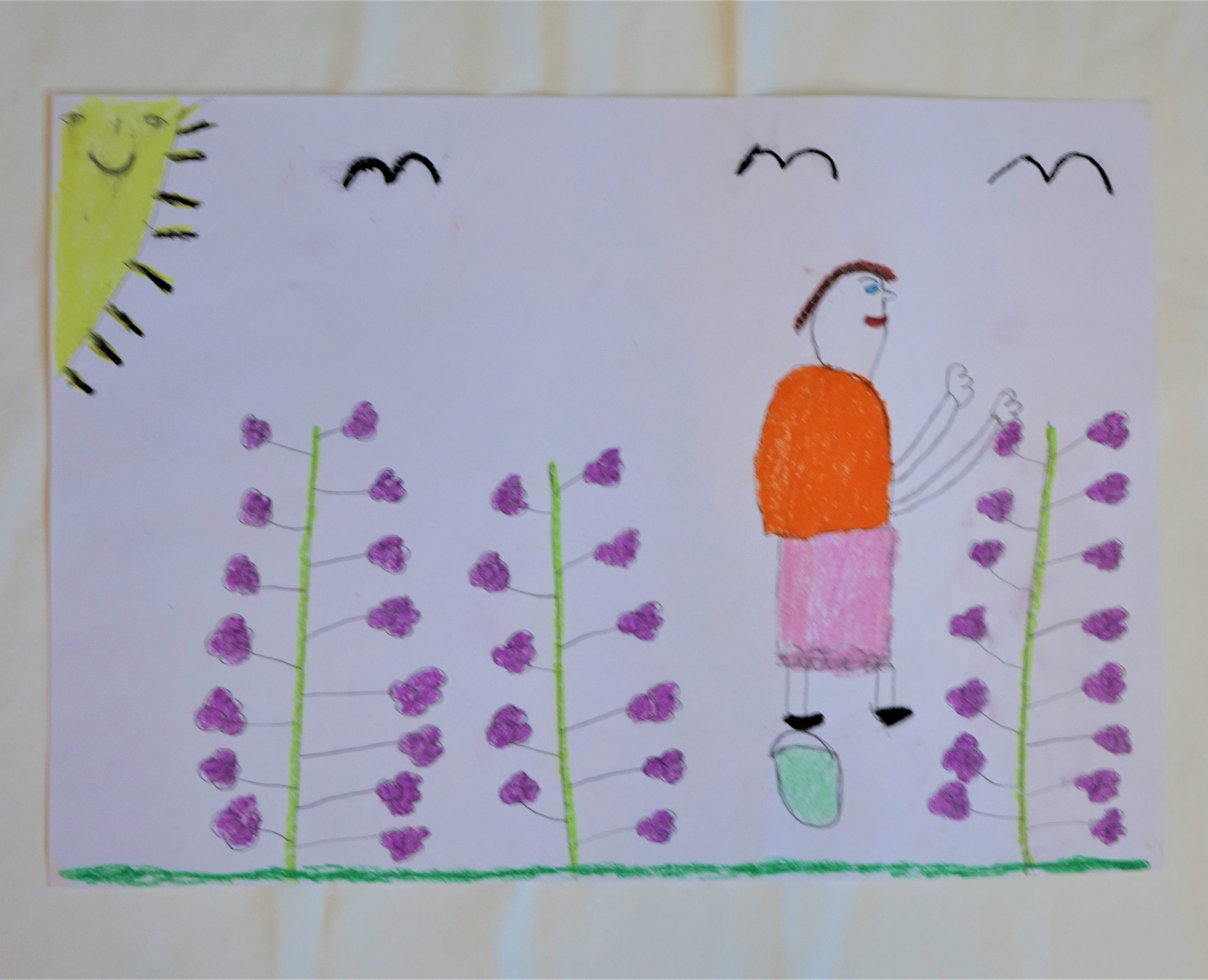 A rajzolt képen három darab mályvabokor látható lila virággal, melyet szüretel Tóth Mária. A kép bal felső sarkában mosolyog a nap és három madár repül az égen.